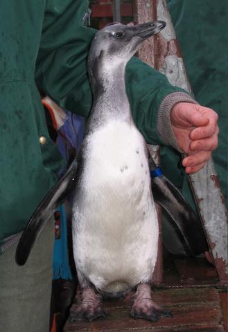 640x480/tux.jpg