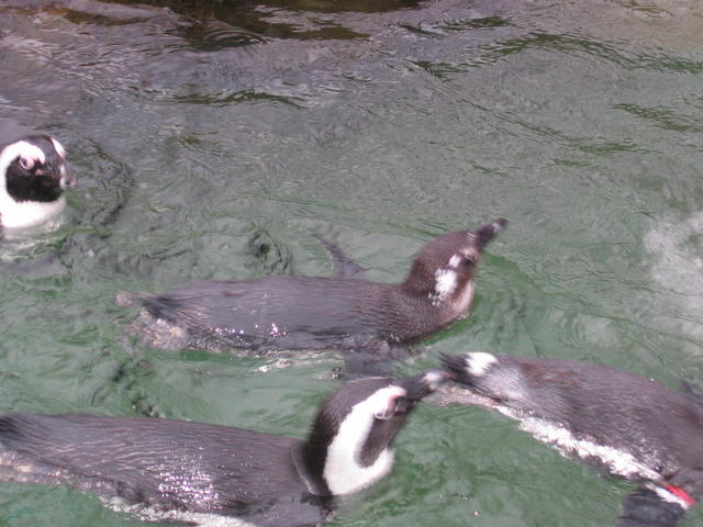640x480/img_2561.jpg